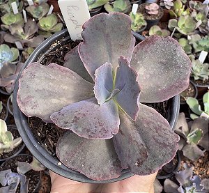 E. GIBB. PURPLE CHAMPAGNE POTE 11