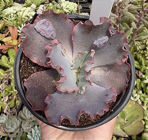 E. GIBB. BLUE CAT POTE 11