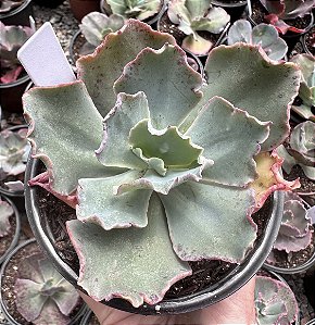 E. GIBB. PINK TOURMATINE POTE 11