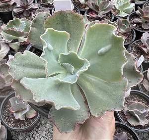 E. GIBB. PINK TOURMATINE POTE 11