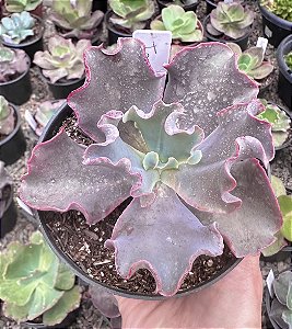 E. GIBB. TAMBORA POTE 11