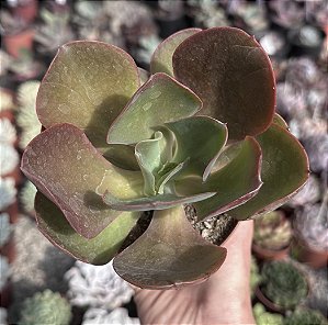 E. GIBB. BORDA RUBRA POTE 11