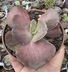 E. GIBB. SUYON FRILLS VAR. POTE 9