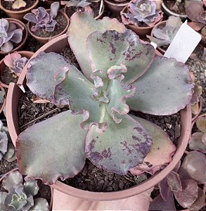 E. GIBB. GOLIATH POTE 11