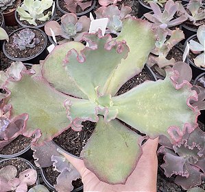 E. GIBB. GOLIATH POTE 11