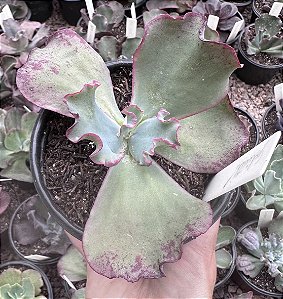 E. GIBB. GOLIATH POTE 11