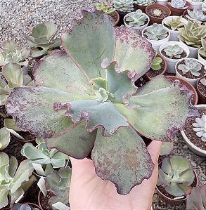 E. GIBB. GOLIATH POTE 9