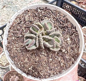 ALOINOPSIS MALHERBEI POTE 9