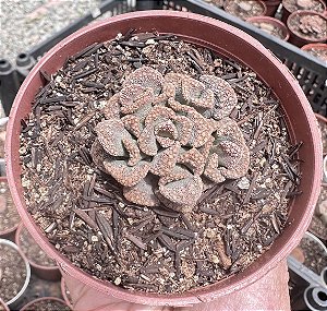 TITANOPSIS CALCÁREA POTE 9