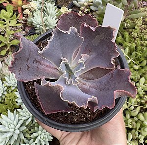 E. GIBB. ZIHE POTE 9