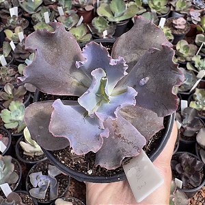 E. GIBB. MIST POTE 11