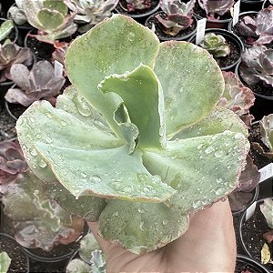 E. QUEEN DINNY POTE 9