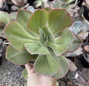 E. GIBB. MANDALA X MAUNA POTE 11