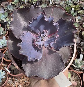 E. GIBB. JANE NAYLOR CUIA 13