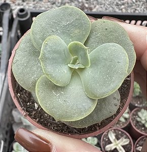 E. SPIRALIS POTE 6 (PEQUENA)
