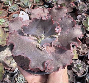 E. GIBB. CARMEN POTE 11