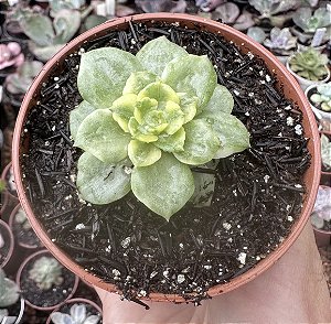 SED. ROLLY VAR. POTE 9