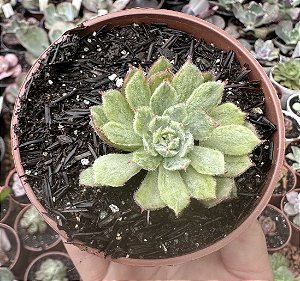 E. ROSALINDA VAR. POTE 9