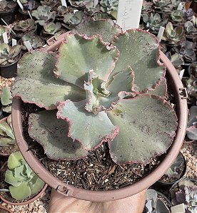 E. GIBB. NIGHT FIRE CUIA 13