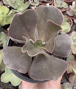 E. GIBB. DARK HUMOR POTE 11