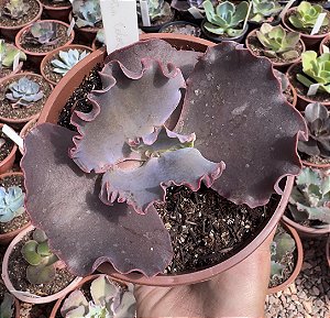 E. GIBB. SKIN COLLOR CUIA 13