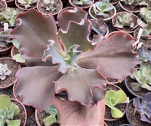 E. GIBB. TAMBORA CUIA 13