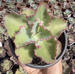 E. GIBB. DICK’S PINK POTE 11