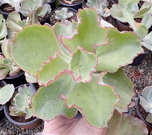 E. GIBB. DICK’S PINK POTE 9