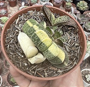 GASTERIA VAR. POTE 9