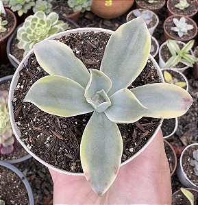 G. FRED IVES VAR. POTE 9