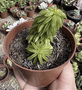 PEPEROMIA DOLABRIFORMIS POTE 9