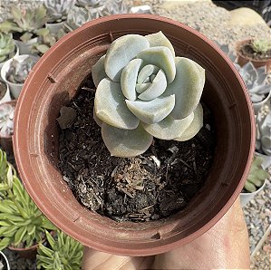 G.MINI FANTOME POTE 9