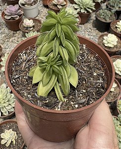 PEPEROMIA DOLABRIFORMIS POTE 9