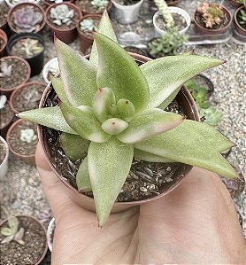 E. RYAN VARIEGATA POTE 6
