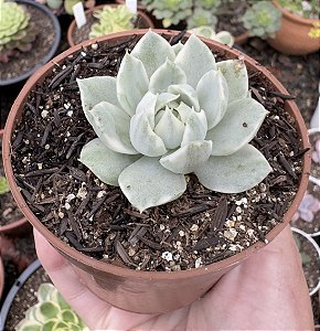 E. QUEEN MARIA VARIEGATA POTE 9