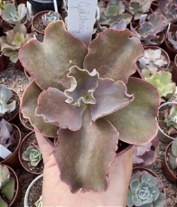 E. GIBB. GOLDRAY CUIA 13