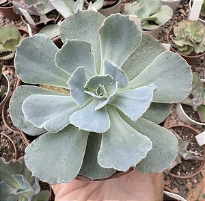 E. GIBB. TAHITII POTE 9