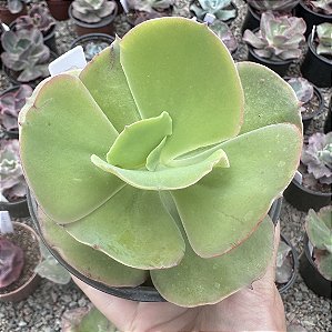 E. GIBB. BLONDIE POTE 9