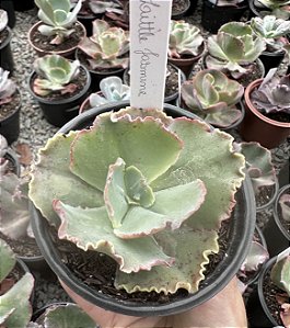 E. GIBB. LITTLE JASMINE POTE 11