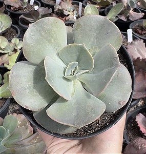 E. GIBB. ROSA DE JADE POTE 9