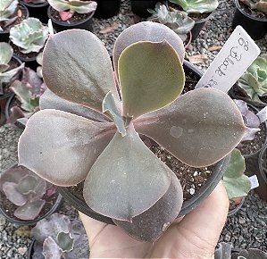 E. GIBB. BLACK SWAN POTE 11