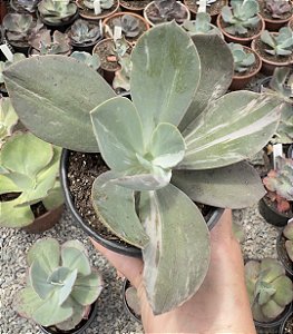 E. GIBB. GERMAN VAR. POTE 11