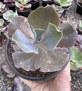 E. GIBB. ZIHE POTE 11