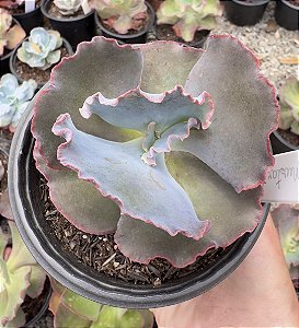 E. GIBB. MUSTARD BOMB POTE 11