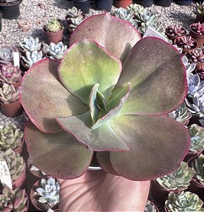 E. BIG RED FRANCESA POTE 8