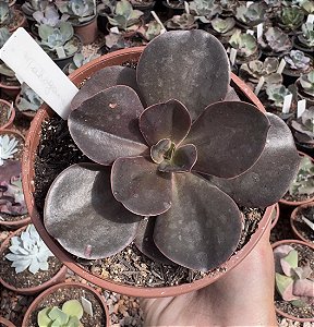 E. MAHOGANY CUIA 13