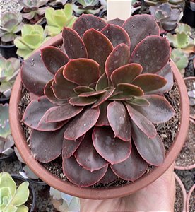 E. MAHOGANY ROSE CRISTATA CUIA 13