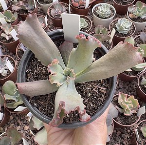 E. GIBB. CAMPFIRE POTE 11