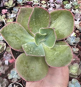 E. MANDALA X MAUNA POTE 9