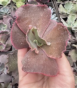 E. GIBB. SCARLET BLISS (CARÚNCULAS) SEM RAIZ